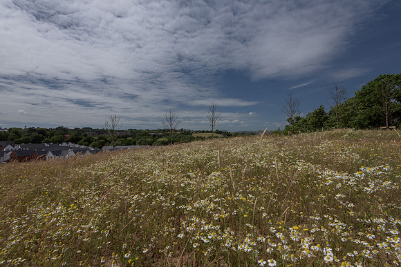 2015_Milbury_Farm_Meadow_Jun29_048