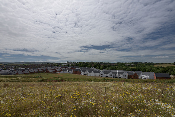 2015_Milbury_Farm_Meadow_Jun29_278