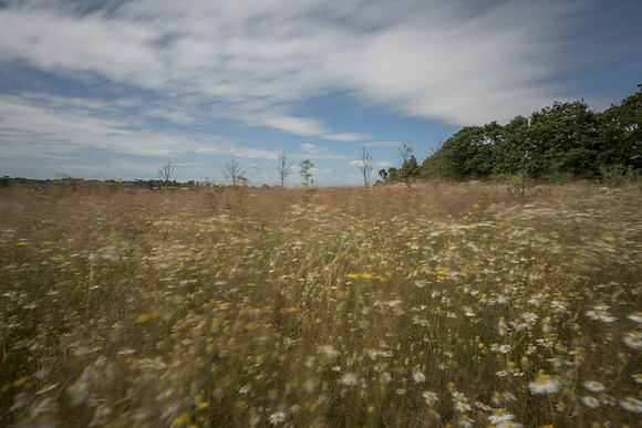 2015_Milbury_Farm_Meadow_Jun29_184