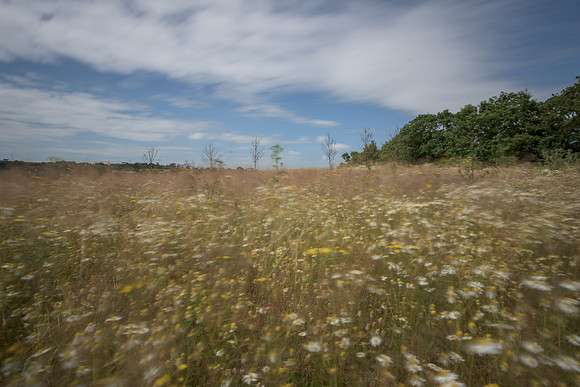 2015_Milbury_Farm_Meadow_Jun29_023