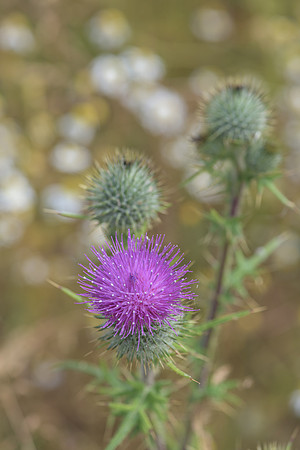 2015_Milbury_Farm_Meadow_Jun29_249