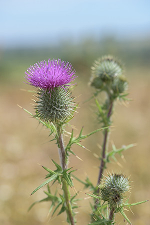 2015_Milbury_Farm_Meadow_Jun29_150