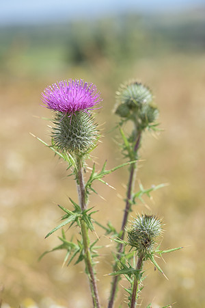 2015_Milbury_Farm_Meadow_Jun29_065