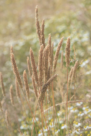 2015_Milbury_Farm_Meadow_Jun29_045