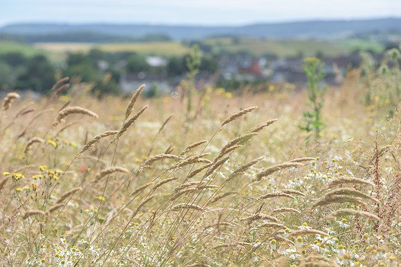 2015_Milbury_Farm_Meadow_Jun29_046