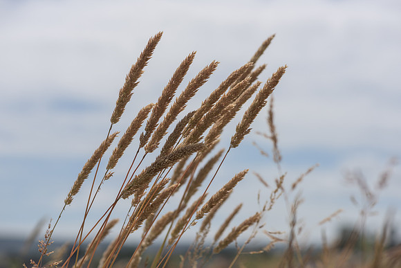 2015_Milbury_Farm_Meadow_Jun29_016