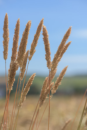 2015_Milbury_Farm_Meadow_Jun29_183