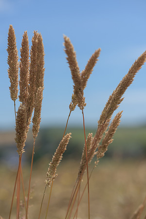 2015_Milbury_Farm_Meadow_Jun29_196