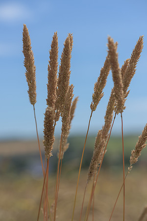 2015_Milbury_Farm_Meadow_Jun29_011
