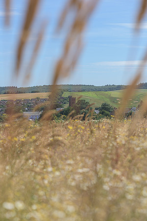 2015_Milbury_Farm_Meadow_Jun29_018