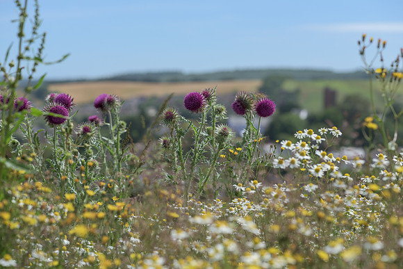 2015_Milbury_Farm_Meadow_Jun29_123