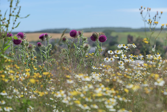 2015_Milbury_Farm_Meadow_Jun29_254