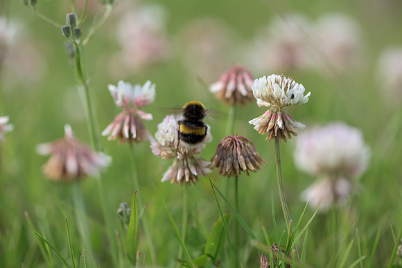 2015_Milbury_Farm_Meadow_Jun29_217