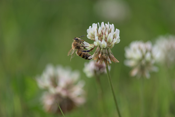 2015_Milbury_Farm_Meadow_Jun29_212