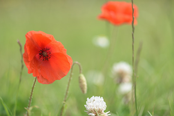 2015_Milbury_Farm_Meadow_Jun29_148