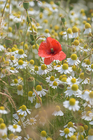 2015_Milbury_Farm_Meadow_Jun29_028
