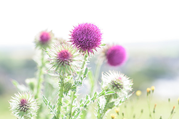 2015_Milbury_Farm_Meadow_Jun29_180