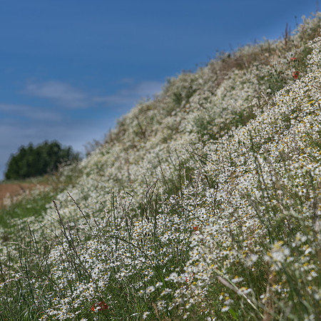 2015_Milbury_Farm_Meadow_Jun29_194