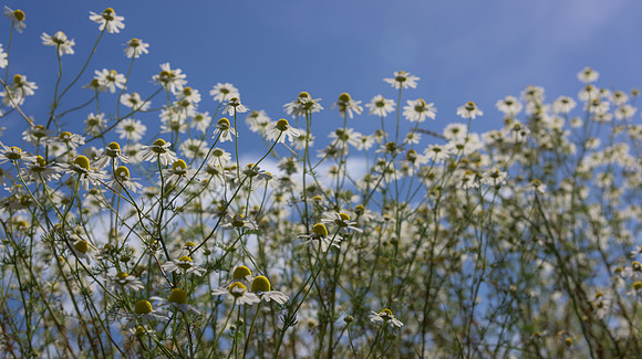 2015_Milbury_Farm_Meadow_Jun29_040