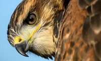 Birds of Prey